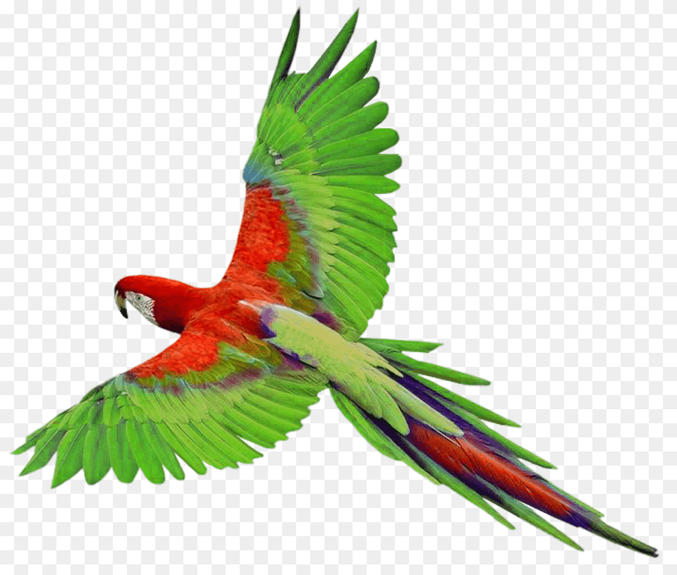 Flying Parrot Open Wings, Animal, Bird, Macaw Png Image
