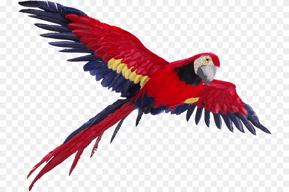 Flying Parrot Photos Parrot Flying Background, Animal, Bird, Macaw Free Transparent Png