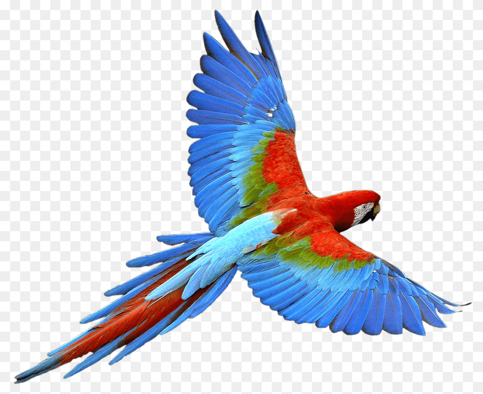 Flying Parrot Red Blue, Animal, Bird, Macaw Free Png Download