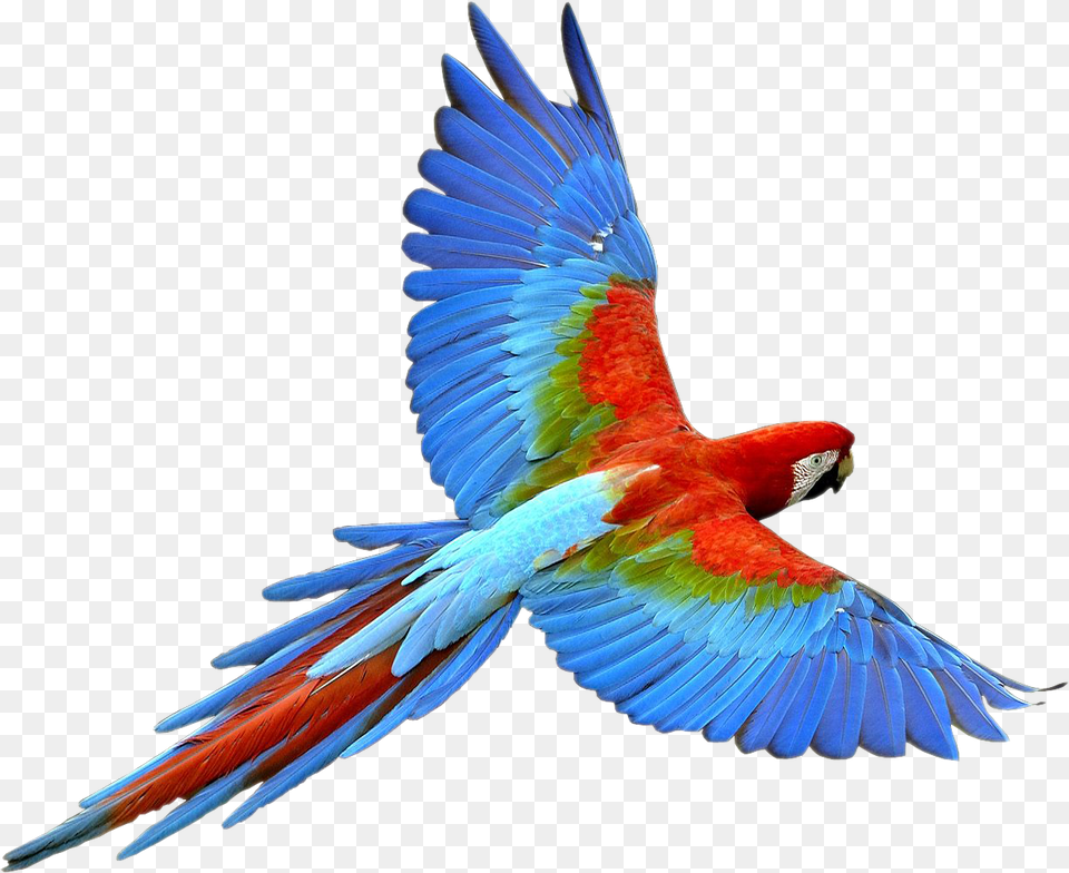 Flying Parrot Transparent Parrot Flying, Animal, Bird, Macaw Free Png Download
