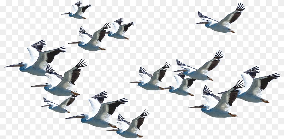 Flying Pelican Arts Good Morning Quotes With Birds Flying, Animal, Bird, Flock, Seagull Png Image