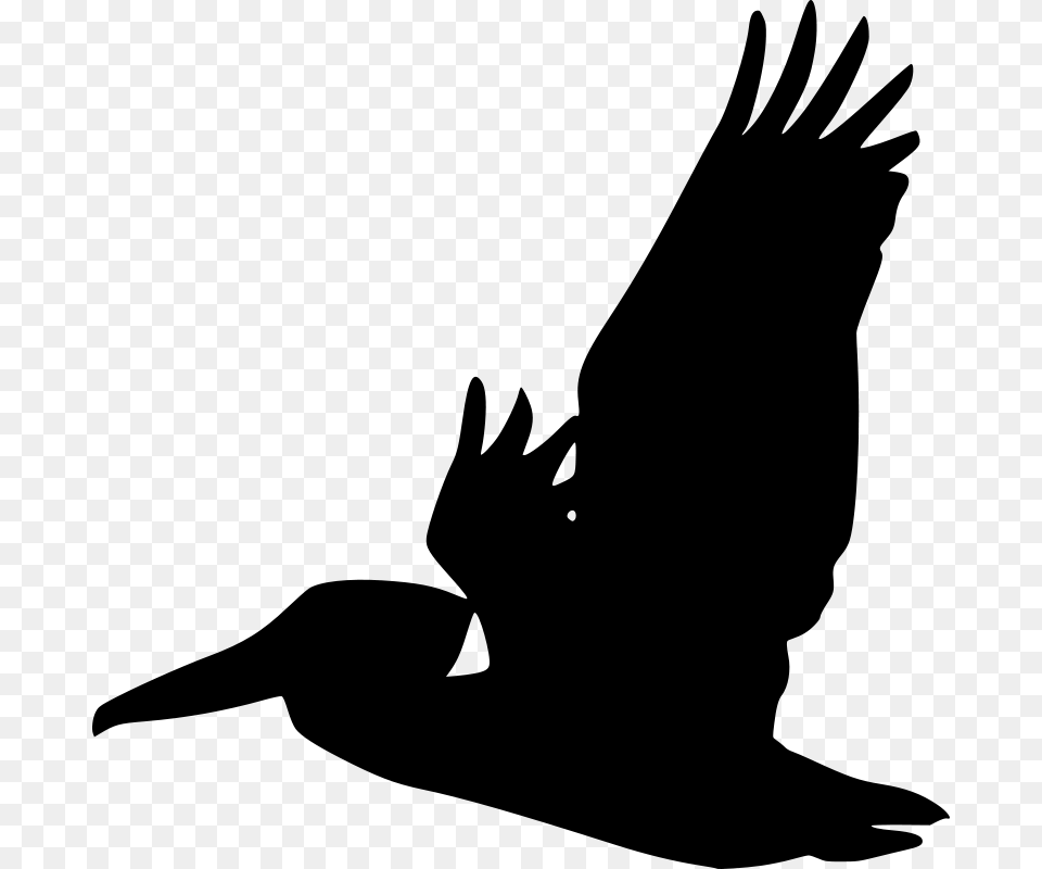 Flying Pelican Silhouette Vector, Gray Free Png