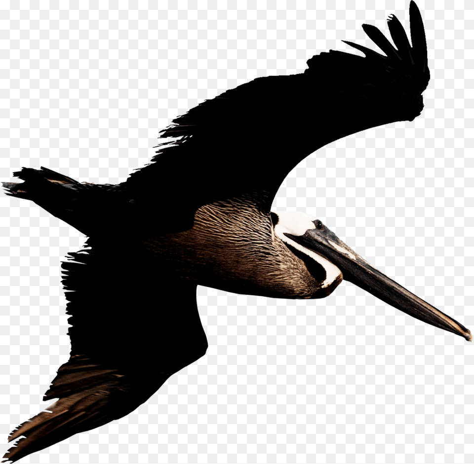 Flying Pelican Image Louisiana Brown Pelican Background, Animal, Beak, Bird, Waterfowl Free Transparent Png