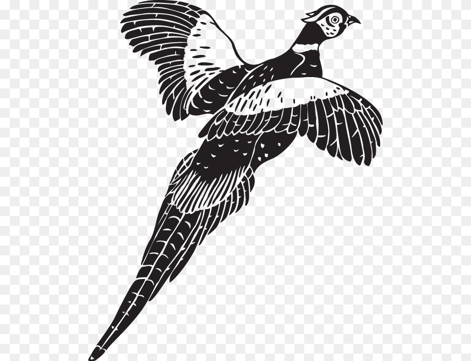 Flying Pheasant Clip Art, Stencil, Animal, Bird, Face Free Png