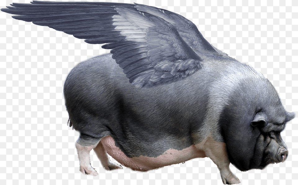 Flying Pig, Animal, Hog, Mammal, Boar Free Png