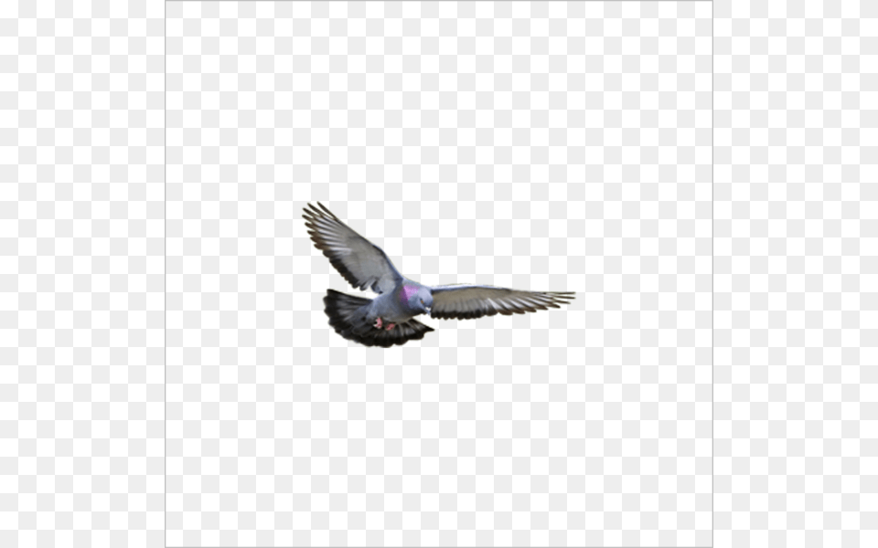 Flying Pigeon Burung Merpati, Animal, Bird, Dove Free Png Download