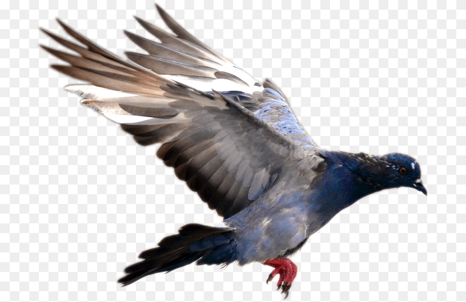 Flying Pigeon Image Pigeon Bird Flying, Animal, Dove Png