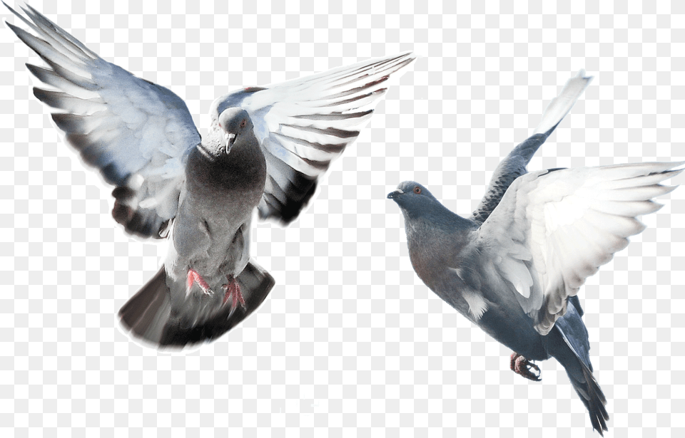 Flying Pigeons On Background, Animal, Bird, Pigeon, Dove Free Transparent Png