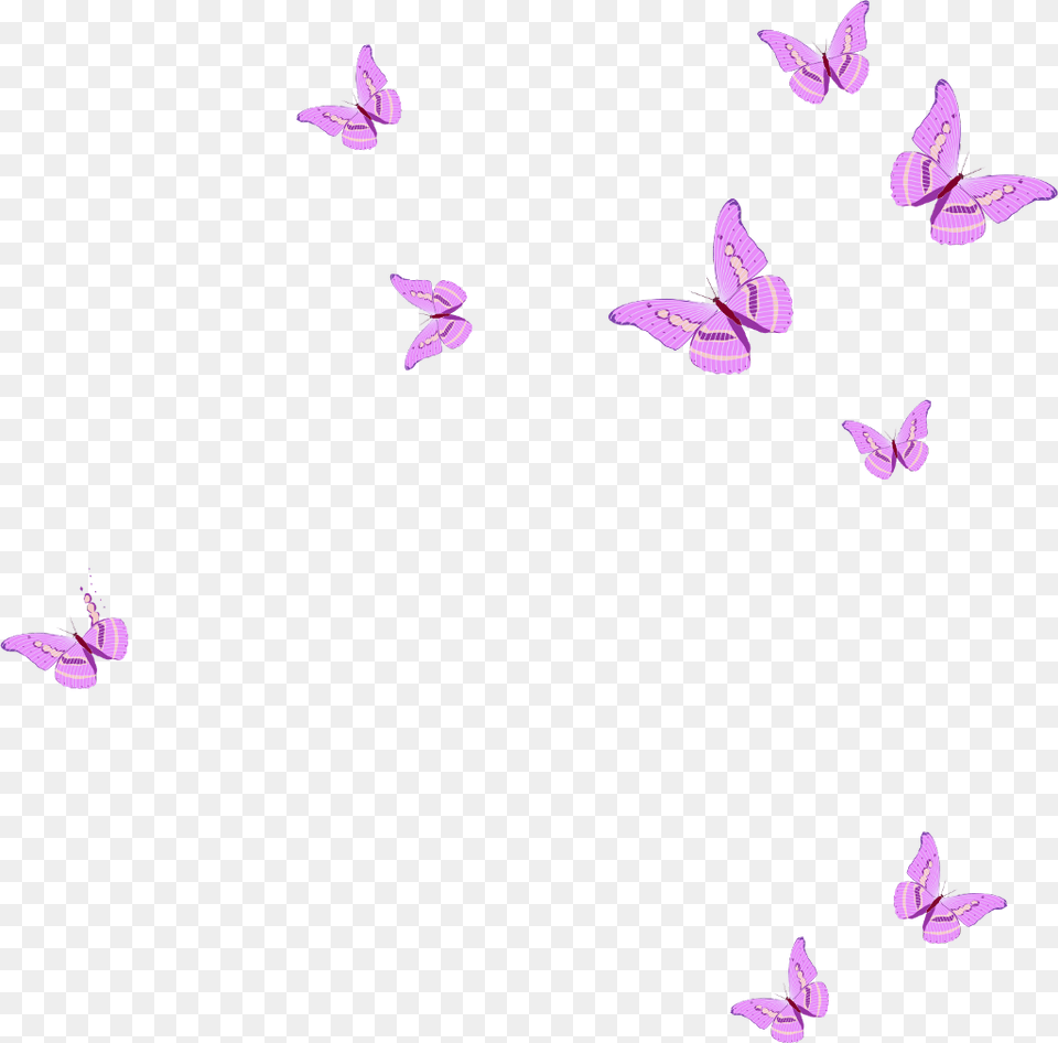Flying Pink Butterfly, Animal, Bird, Purple, Flower Png Image