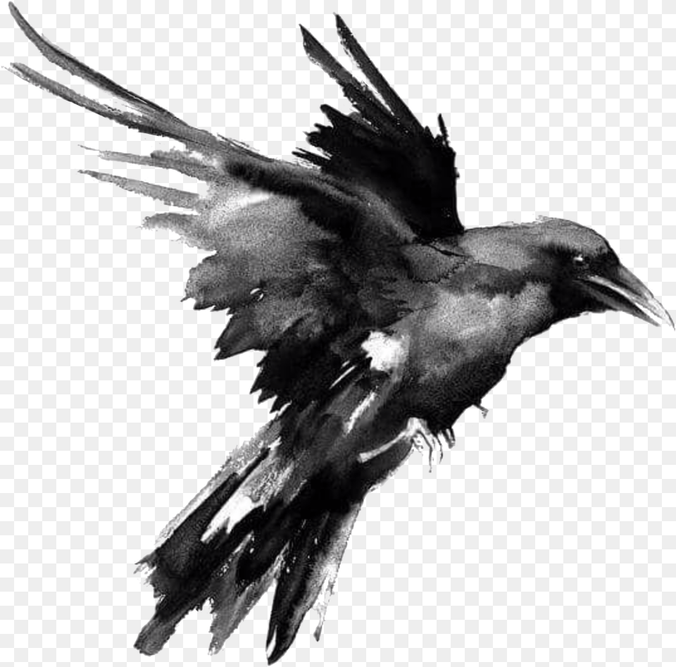 Flying Raven, Animal, Bird, Blackbird, Crow Free Png Download