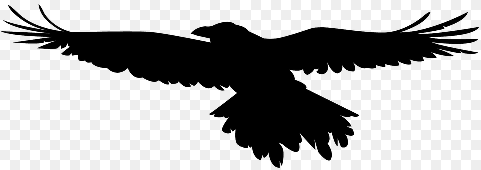Flying Raven Silhouette, Animal, Bird, Vulture, Blackbird Free Png
