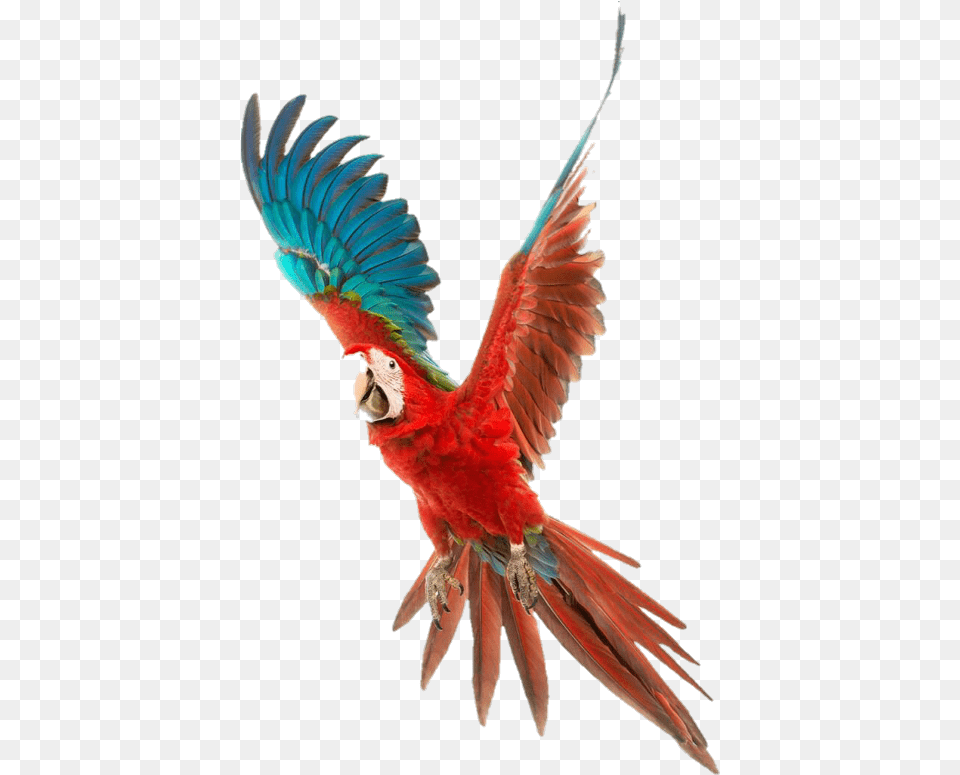 Flying Red Parrot, Animal, Bird, Macaw Png Image