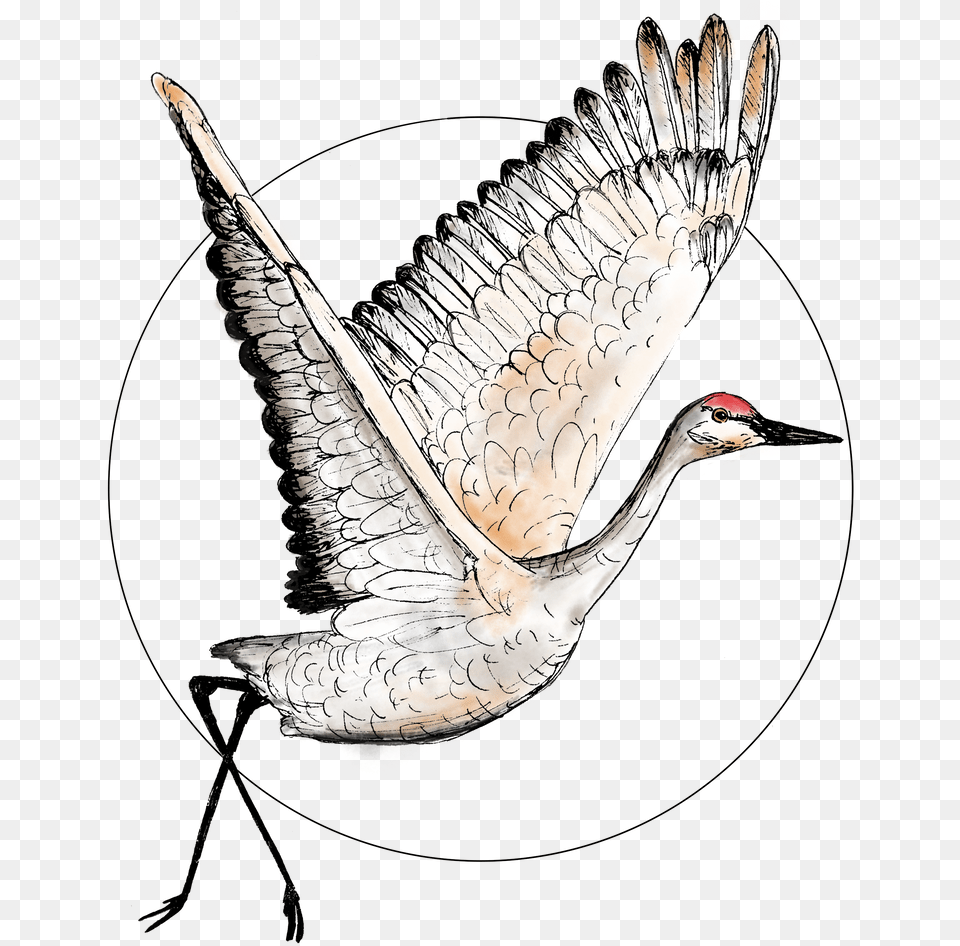 Flying Sandhill Crane Illustration Bird Drawing Drawing, Animal, Crane Bird, Waterfowl Png Image