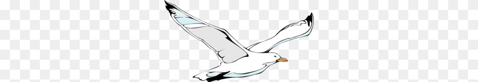 Flying Sea Gull Clip Art, Animal, Bird, Seagull, Waterfowl Free Png