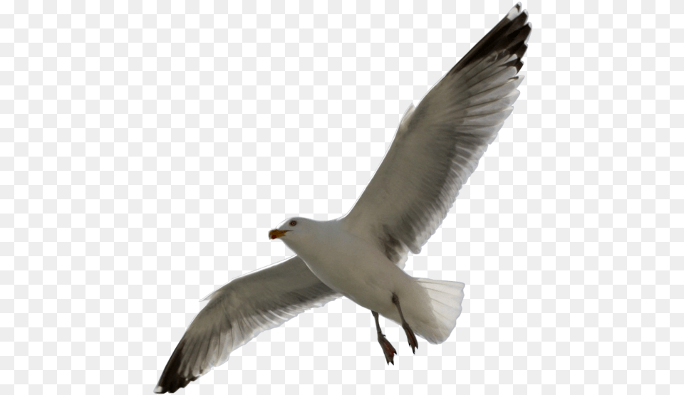 Flying Sea Gull Transparent Number Two, Animal, Bird, Seagull, Waterfowl Png Image