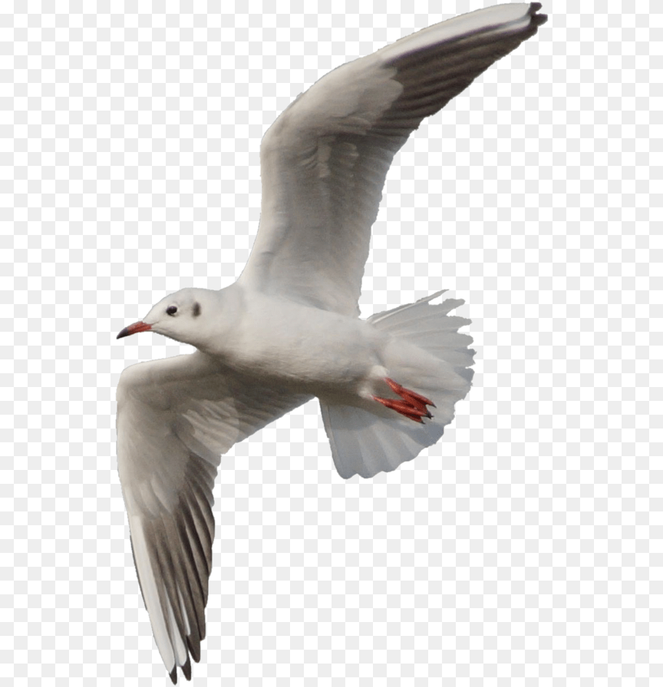 Flying Seagull, Animal, Bird, Waterfowl, Beak Png
