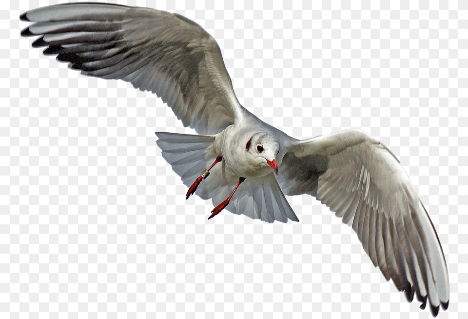 Flying Seagull Bird One Bird Flying, Animal, Waterfowl, Beak, Pigeon Free Png Download