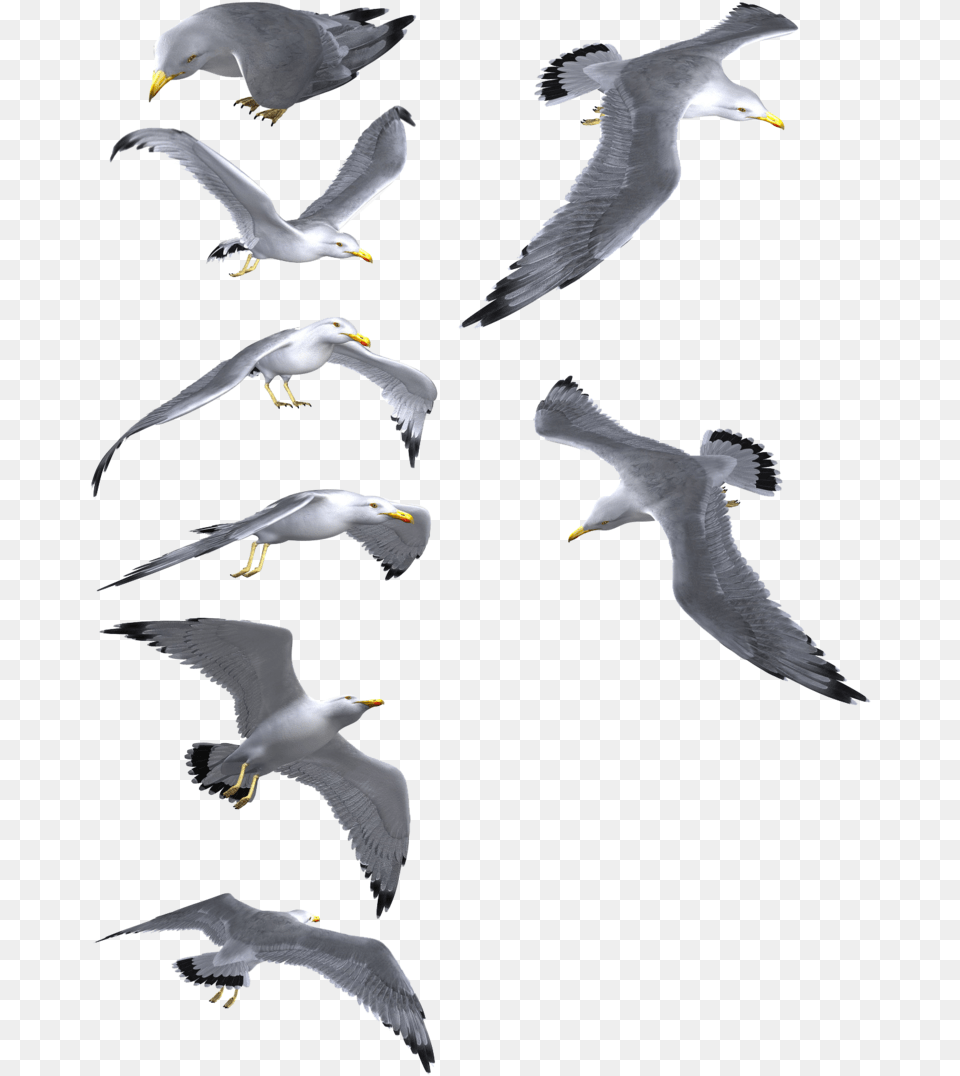 Flying Seagull Seagulls In Flight, Animal, Beak, Bird, Waterfowl Free Transparent Png