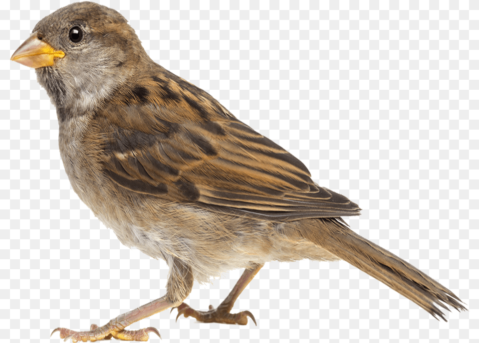 Flying Sparrow Background, Animal, Bird, Finch, Anthus Png