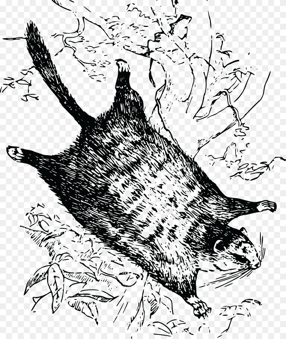 Flying Squirrel Download Graphic Flying Squirrel, Art, Drawing Free Transparent Png