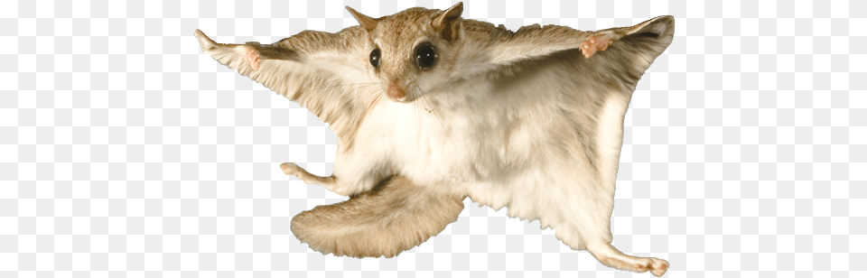 Flying Squirrel Flying Squirrel White Background, Animal, Mammal, Rat, Rodent Free Png