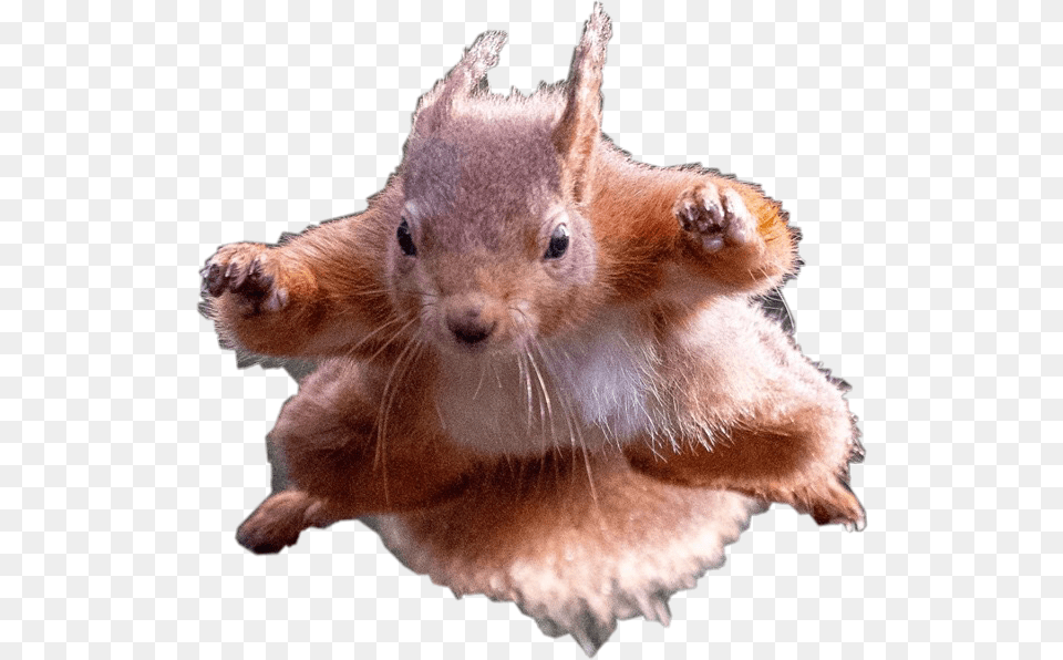 Flying Squirrel Petsandanimals Remixit Freetoedit Squirrels Doing Superhero Poses, Animal, Mammal, Rat, Rodent Free Transparent Png