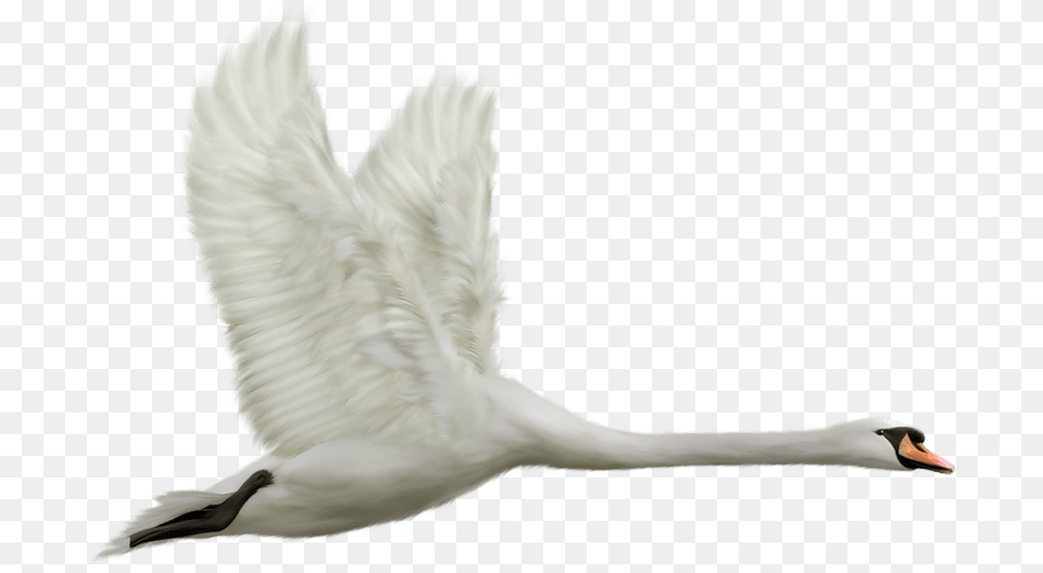 Flying Swan, Animal, Bird Png