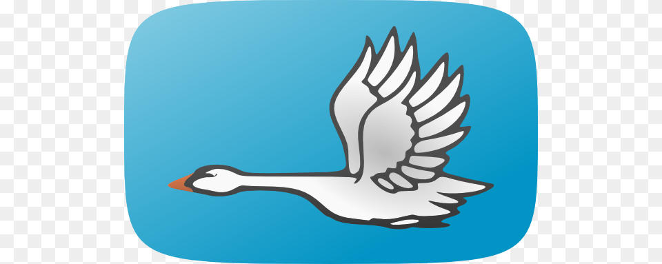 Flying Swan Clip Art, Animal, Bird, Goose, Waterfowl Free Png Download