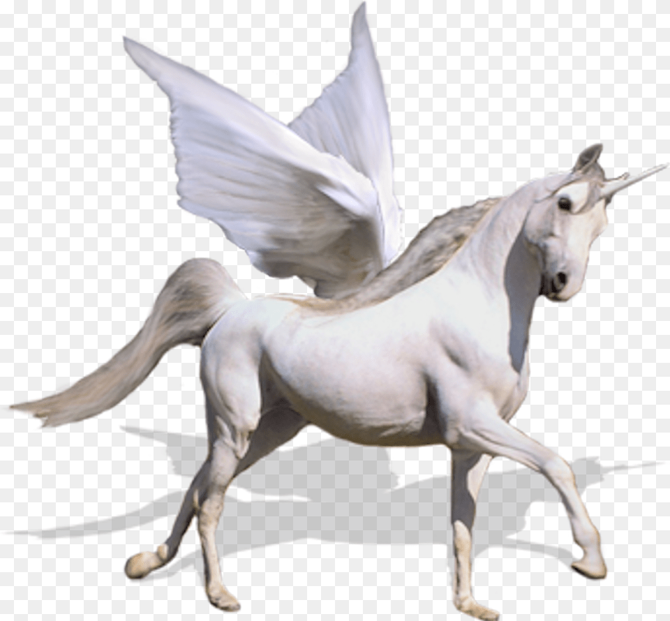 Flying Unicorn, Animal, Horse, Mammal, Andalusian Horse Free Transparent Png