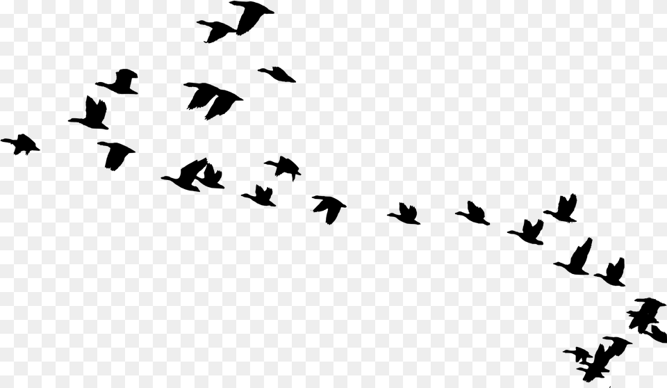 Flying Vector Bird Migration, Gray Free Transparent Png