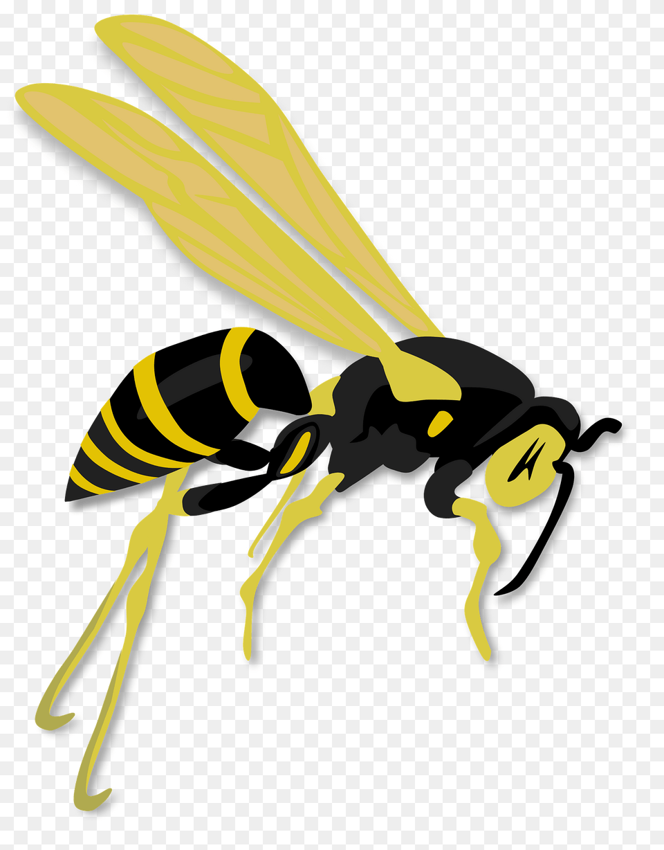 Flying Wasp Clipart, Animal, Bee, Insect, Invertebrate Free Png