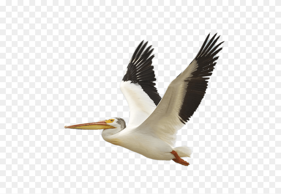 Flying White Pelican, Animal, Bird, Waterfowl Free Png