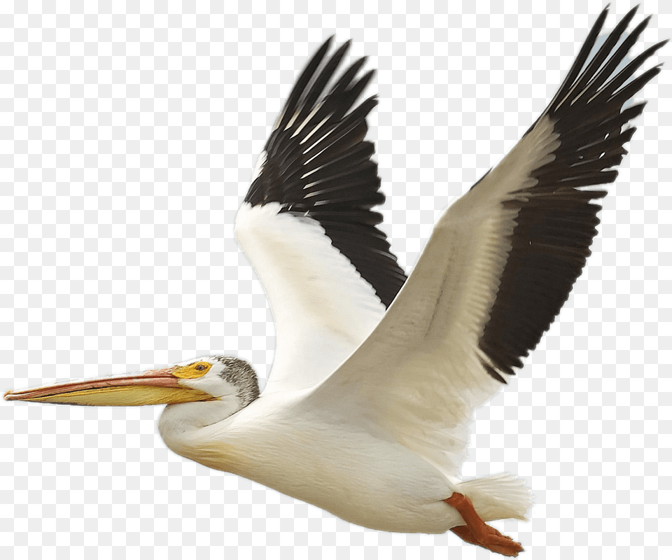 Flying White Pelican Flying White Birds, Animal, Bird, Waterfowl, Beak Free Transparent Png