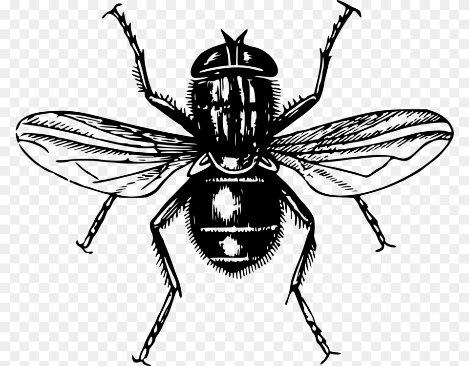 Flyline Arthoney Bee Lord Of The Flies Transparent, Gray Free Png