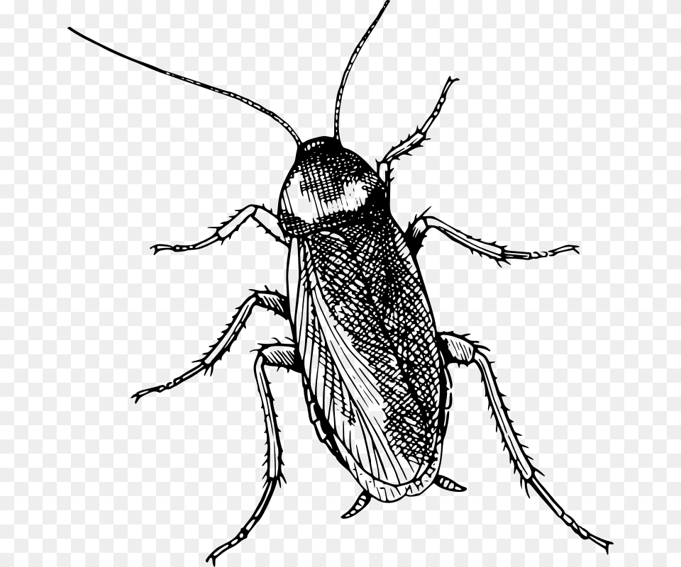 Flymonochrome Photographyweevil Cockroach Clipart Black And White, Gray Free Png