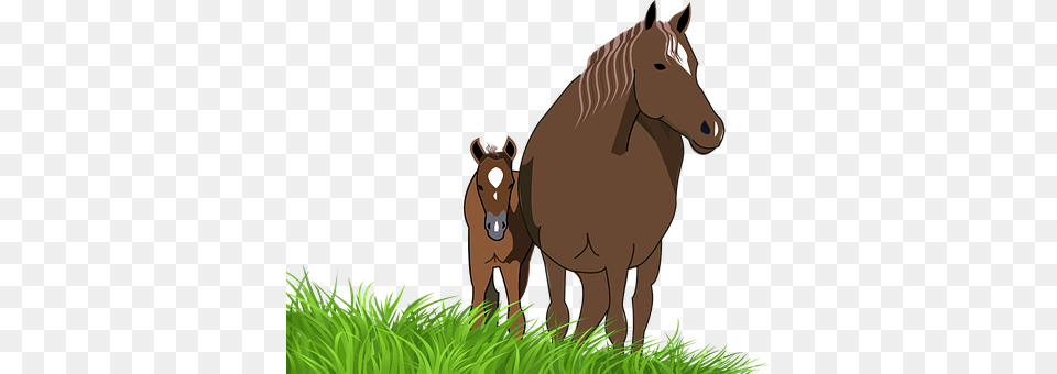 Foal Animal, Colt Horse, Horse, Mammal Png