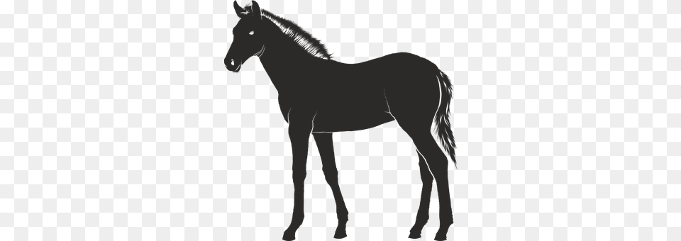 Foal Animal, Mammal, Horse, Colt Horse Png