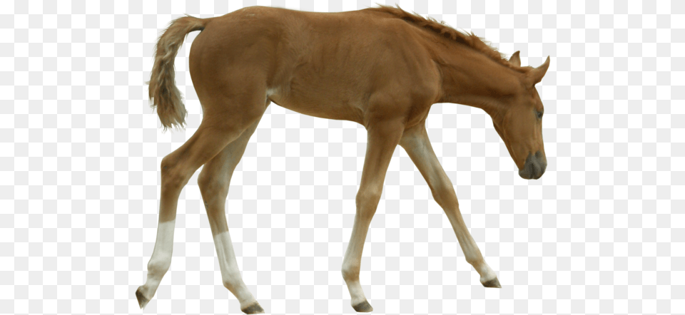 Foal Background, Animal, Colt Horse, Horse, Mammal Free Png Download