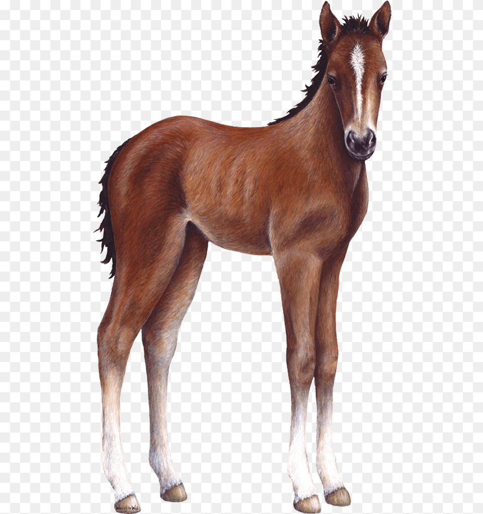 Foal Farm Animal, Colt Horse, Horse, Mammal Png Image