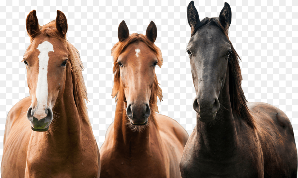 Foal Horses, Animal, Colt Horse, Horse, Mammal Free Transparent Png