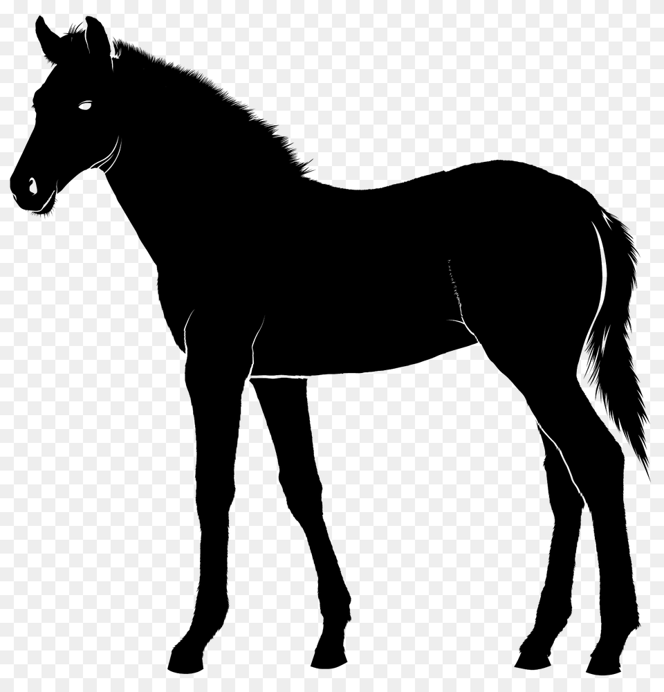 Foal Silhouette, Animal, Horse, Mammal, Colt Horse Png Image