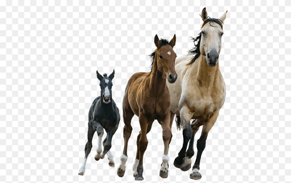Foal Small Medium Large Horses, Animal, Colt Horse, Horse, Mammal Free Transparent Png
