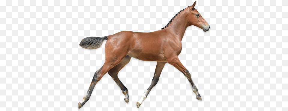 Foal Transparent, Animal, Mammal, Colt Horse, Horse Png Image