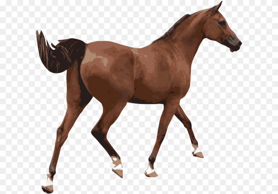 Foalmarehorse Imagenes De Un Caballo, Animal, Colt Horse, Horse, Mammal Png Image