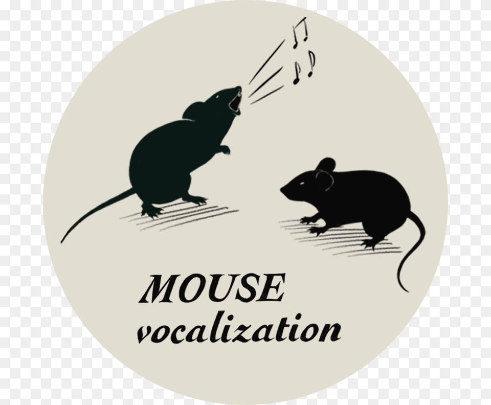 Focal Cooling In Mice, Animal, Mammal, Rat, Rodent Png Image