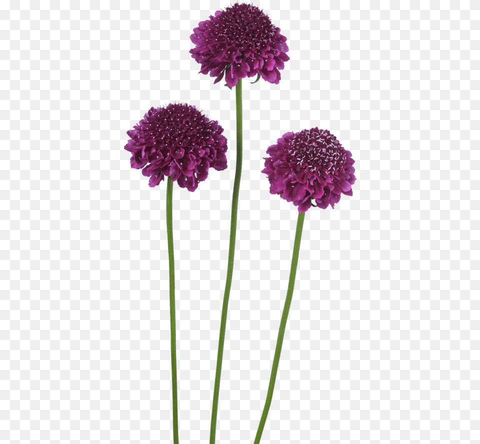 Focal Scoop Dark Purple Gilliflower, Dahlia, Flower, Plant, Petal Png Image