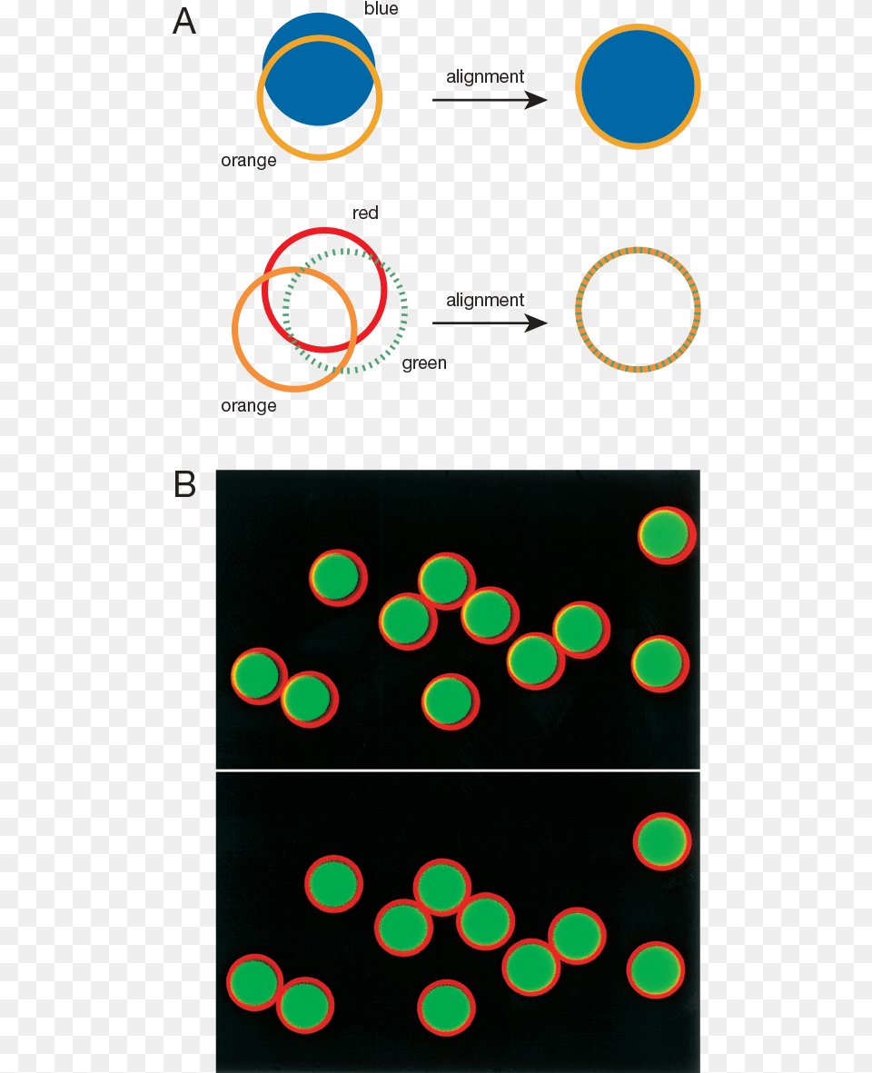 Focalcheck Microspheres For Confocal Laser Scanning Circle, Pattern, Electronics, Mobile Phone, Phone Free Png