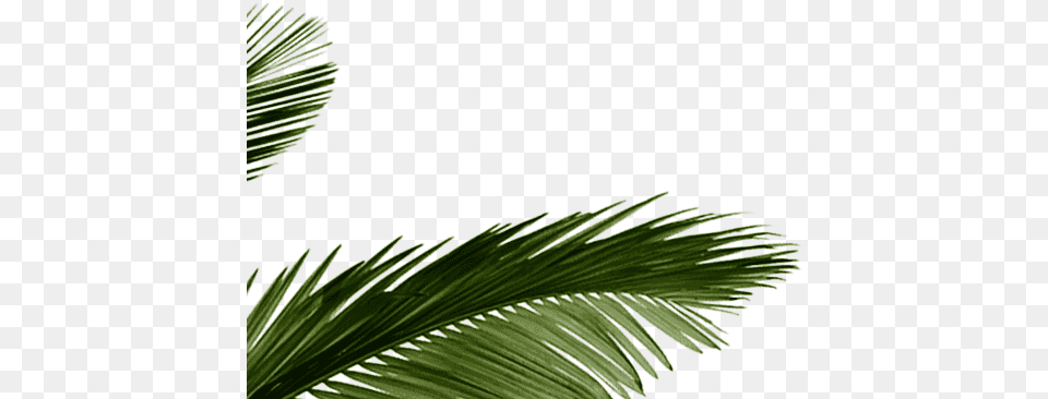 Foco Pure Coconut Water Tropical Leaf, Conifer, Palm Tree, Plant, Tree Free Transparent Png