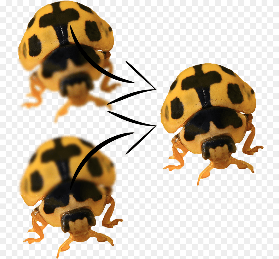 Focus Stack Illustration Ladybug, Animal, Insect, Invertebrate Png