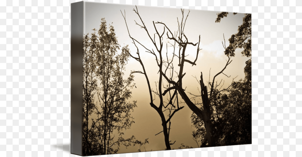 Foggy Tree Silhouette By Amber Watson Williams Tree, Sky, Nature, Outdoors, Plant Free Png Download